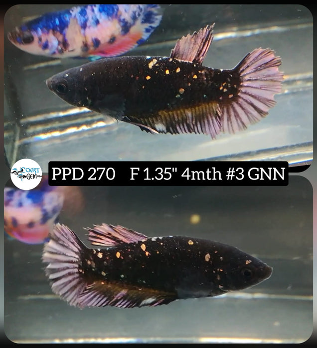 X Live Betta Fish Female Plakat High Grade Balck Star (PPD-270) What you see is what you get!