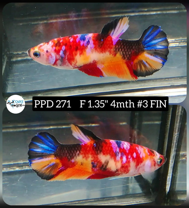 Live Betta Fish Female Plakat High Grade Nemo (PPD-271) What you see is what you get!