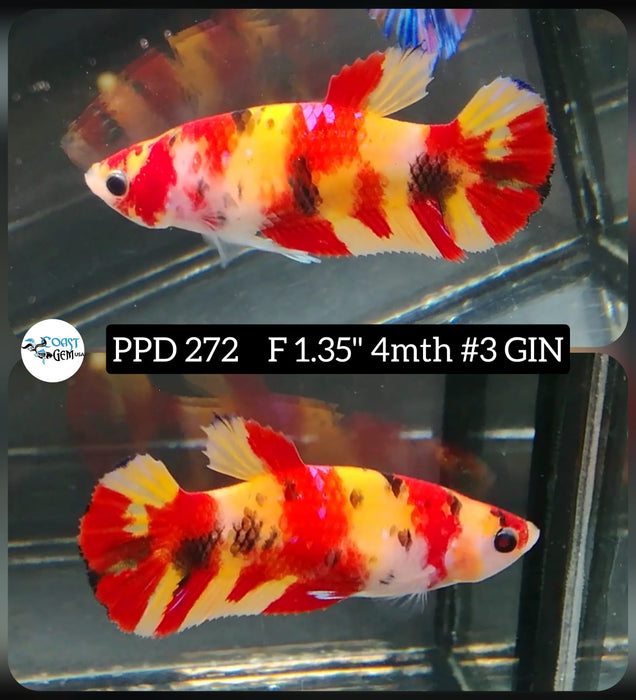 Live Betta Fish Female Plakat High Grade Nemo (PPD-272) What you see is what you get!