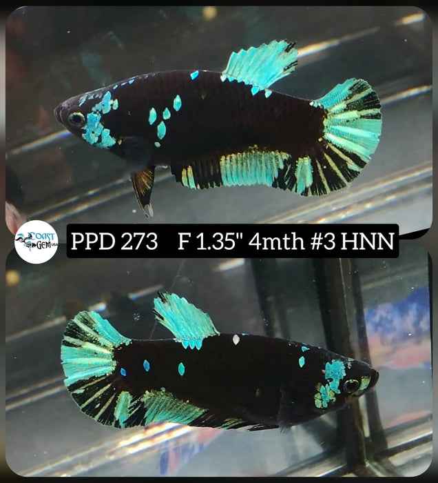 Live Betta Fish Female Plakat High Grade Black Green Neon (PPD-273) What you see is what you get!