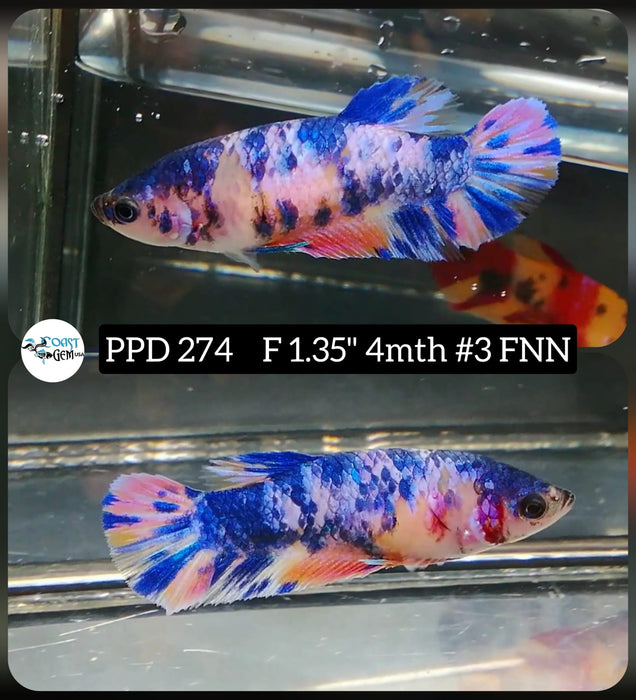 Live Betta Fish Female Plakat High Grade Blue Marble (PPD-274) What you see is what you get!