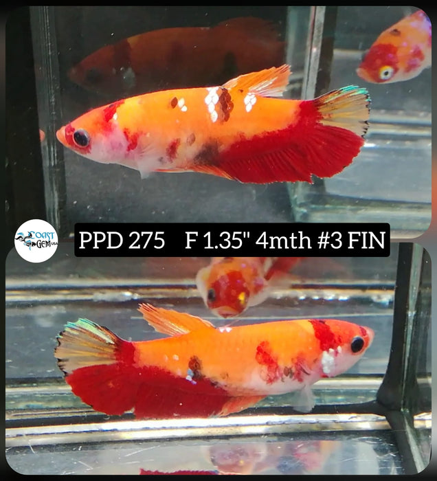 X Live Betta Fish Female Plakat High Grade Orange Koi Galaxy (PPD-275) What you see is what you get!