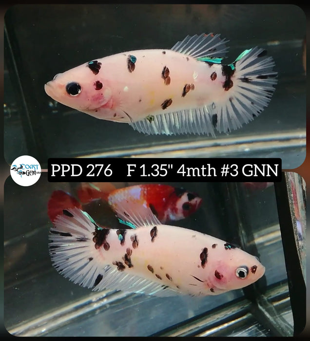 Live Betta Fish Female Plakat High Grade White Koi Fancy (PPD-276) What you see is what you get!