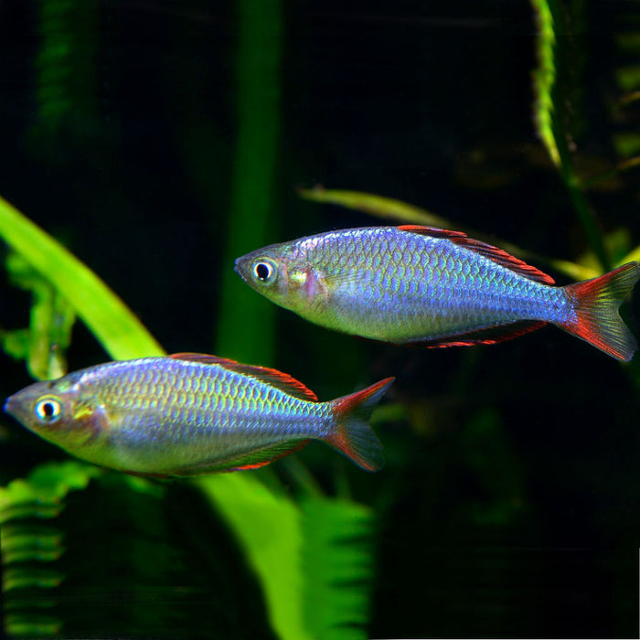(TROP-209) U042 Dwarf Neon Rainbow fish (3 fish set)(Melanotaenia praecox) 1.00 inch