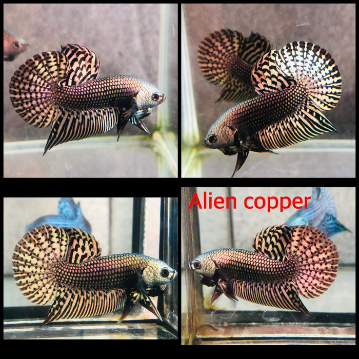 Live Freshwater Aquarium Betta Male Copper Alien Wild (CBM-010-C)