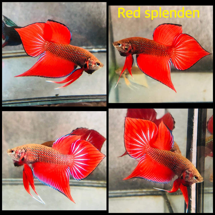 Live Freshwater Aquarium Betta Male Red Splendens Wild (CBM-011-R)Our Choice