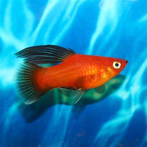 (TROP-202)U051 Hifin Red Wagtail Platies (5 Platy Pack)