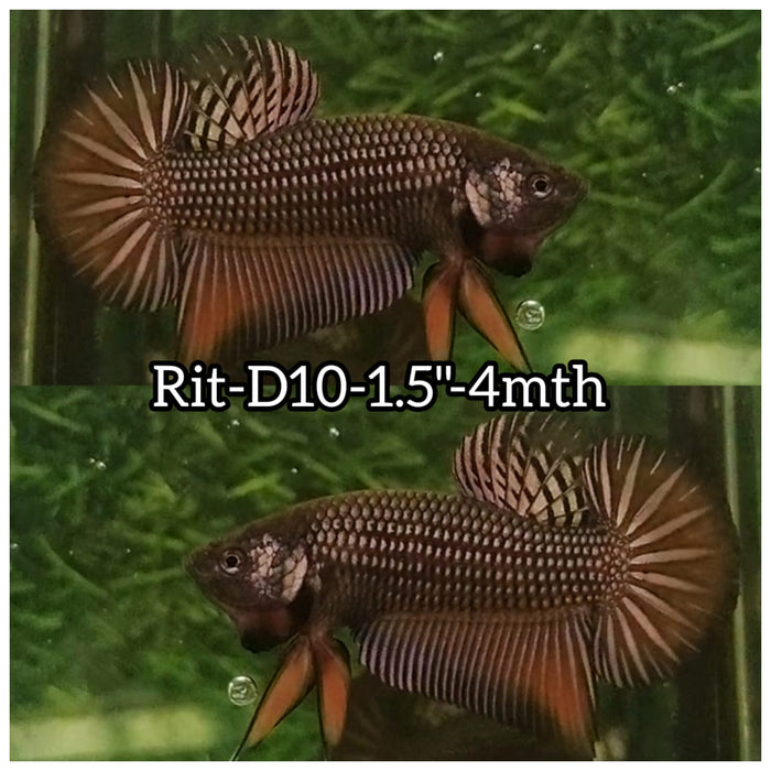 (RIT-D10) HYBRID COPPER IMBELLIS STAR TAIL MALE BETTA