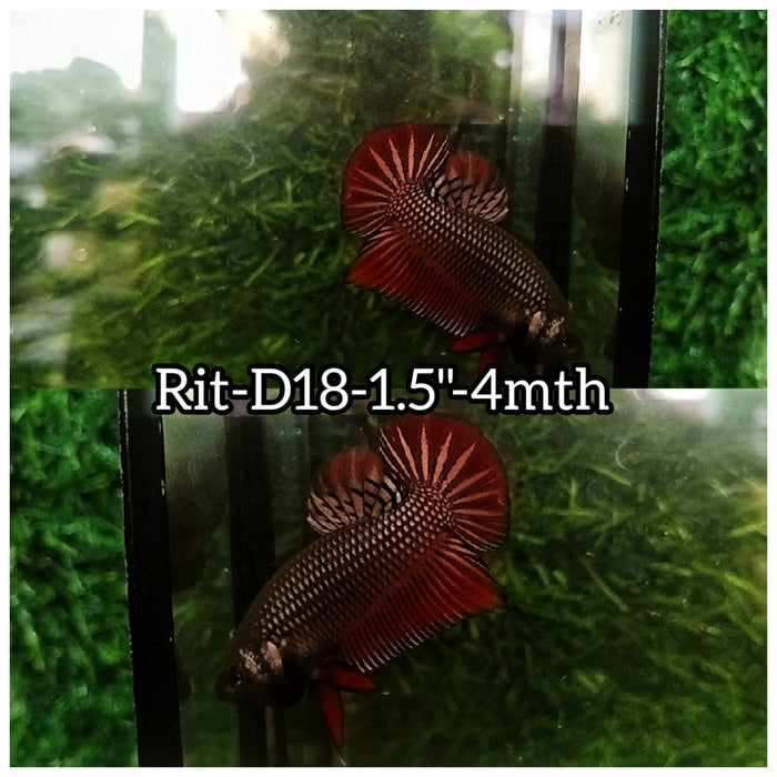 (RIT-D18) HYBRID COPPER IMBELLIS STAR TAIL MALE BETTA