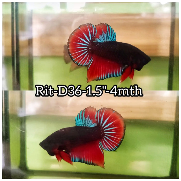 (RIT-D36) HYBRID BLACK RED SPLENDERS WILD MALE BETTA