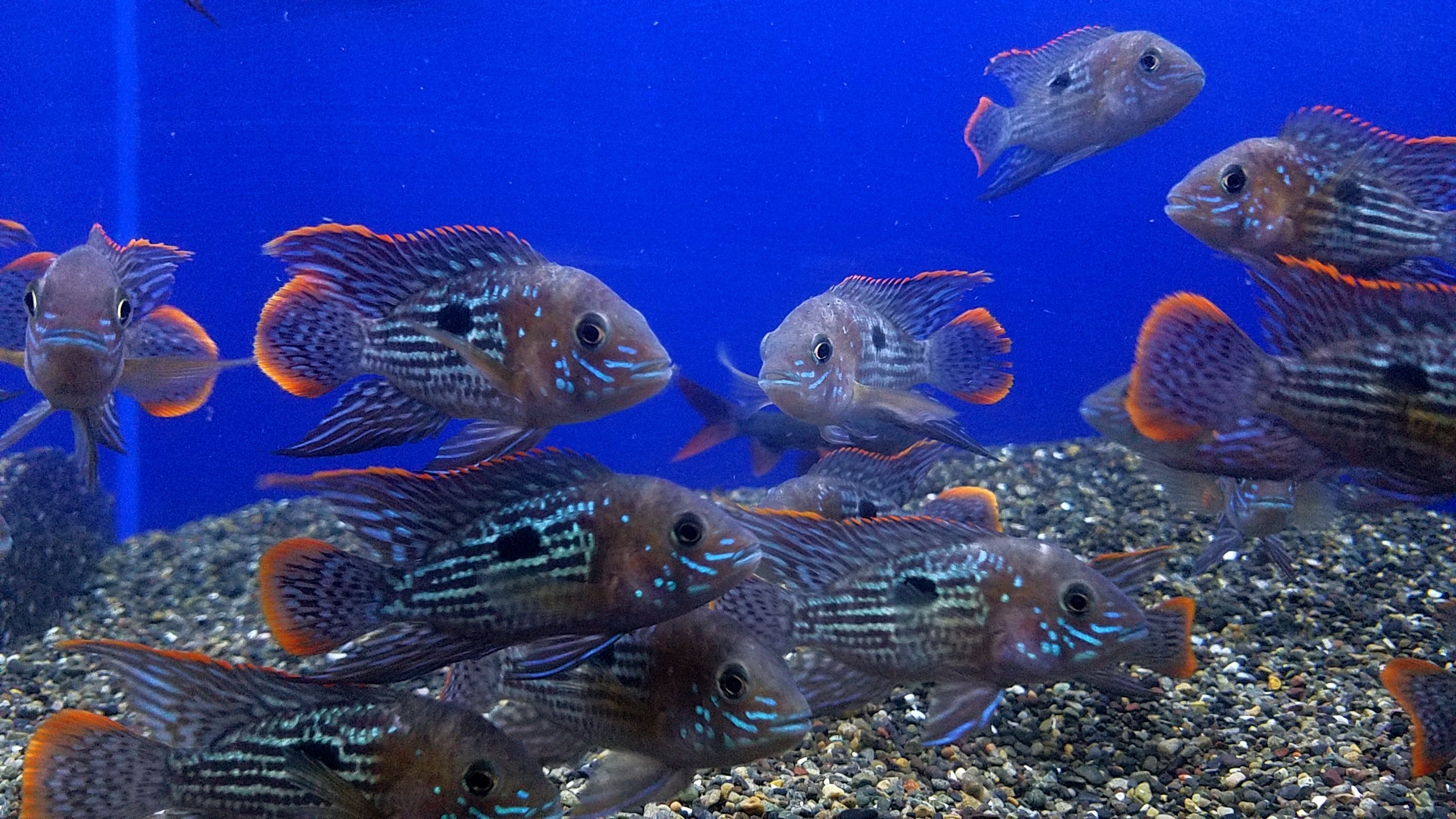 Terror Fish Types Full Grown Female Green Terror
