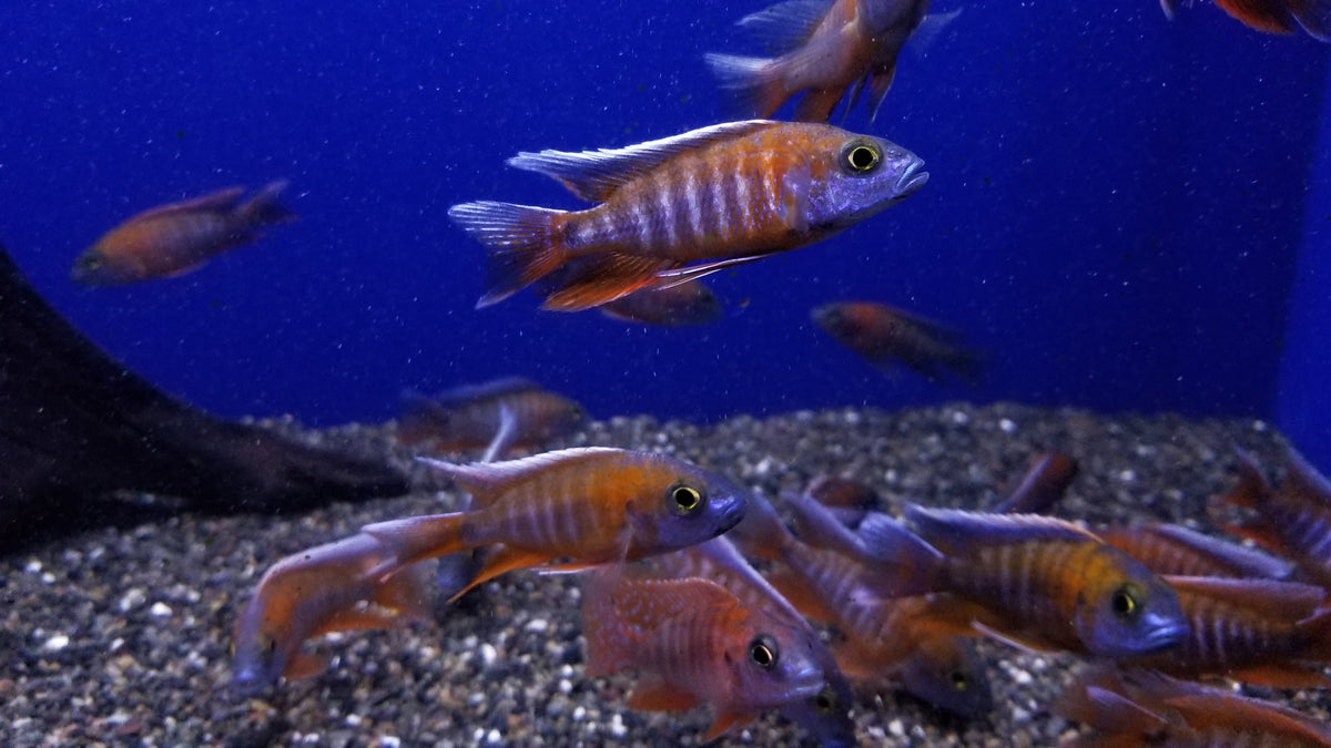 Red Jacob Peacock Cichlid (Aulonocara Jacobfreibergi) | African Cichlid ...