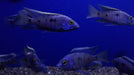 deep-water-hap-cichlid-placidochromis-electra