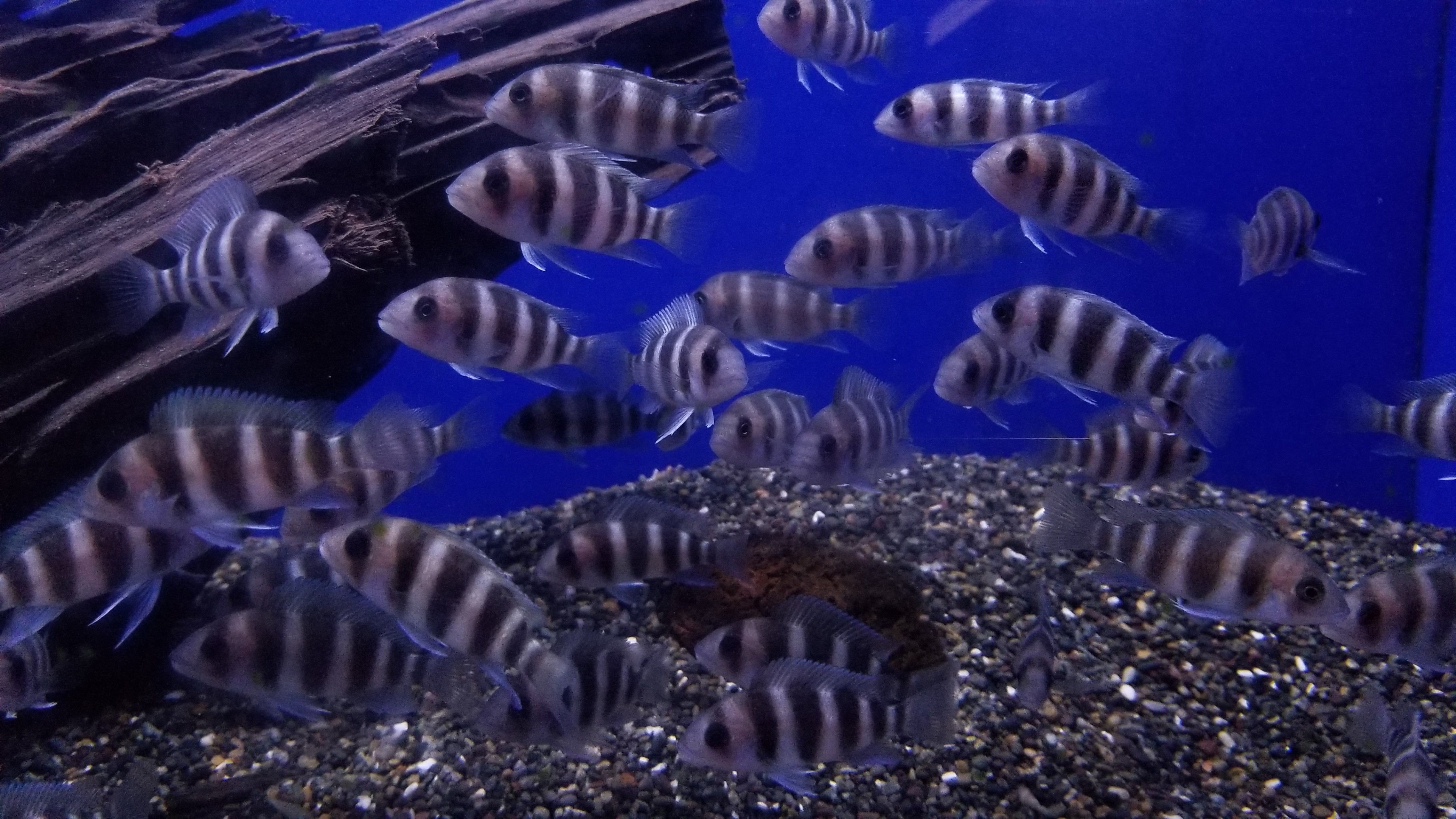 Juvenile Frontosa Cichlid