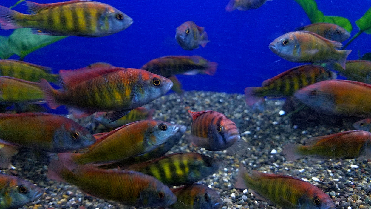 christmas-fulu-cichlid-xystichromis-phytophagus