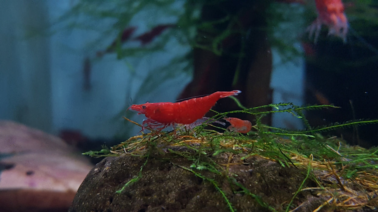 Bloody Mary Shrimp (Neocaridina davidi)