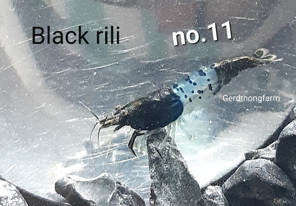 (FS-06)U122 Black Rili Shrimp 5/$18, 10/$30 (Neocaridina sp.)