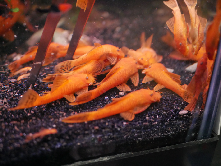 Live Tropical Fish Super Red Bristlenose Pleco 1.00-1.50 inch