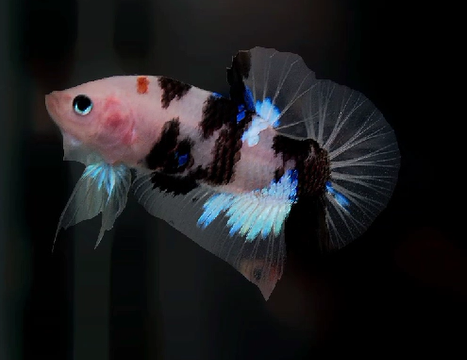 S097 Live Betta Fish Male Plakat High Grade Black Koi Panda (SUW-001) What you see is what you get!