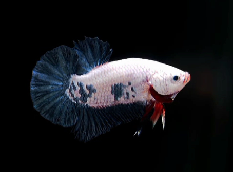 S100 Live Betta Fish Male Plakat High Grade Blue Marble (SUW-003) What you see is what you get!