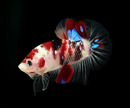 S102 Live Betta Fish Male Plakat High Grade Koi Galaxy (SUW-004) What you see is what you get!