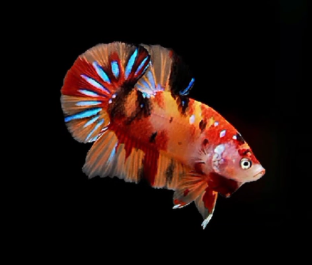 S103 Live Betta Fish Male Plakat High Grade Fancy Candy (SUW-005) What you see is what you get!