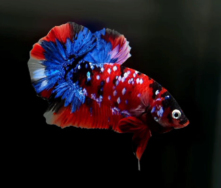 xS106 Live Betta Fish Male Plakat High Grade Blue Red Galaxy (SUW-009) What you see is what you get!