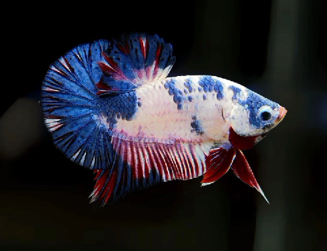 S105 Live Betta Fish Male Plakat High Grade Blue White Marble (SUW-010) What you see is what you get!S