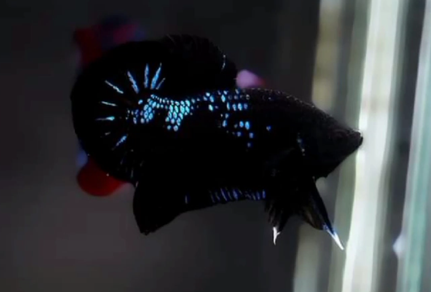 Live Betta Fish Male Plakat High Grade blue black Neon (SUW-011) What you see is what you get!