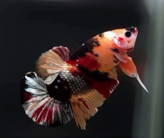 S023 Live Betta Fish Male Plakat High Grade Nemo Black Orange Base (SUW-014) What you see is what you get!