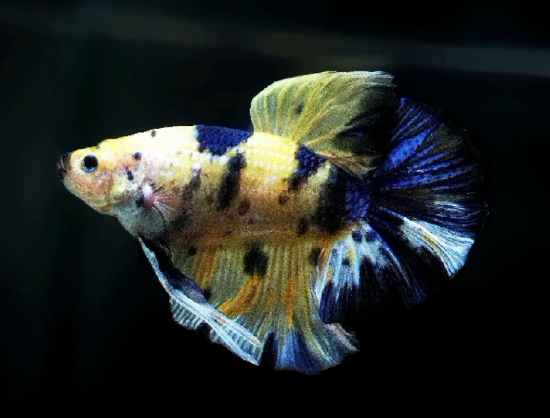 S042 Live Betta Fish Male Giant Plakat High Grade (SUW-017) What you see is what you get!