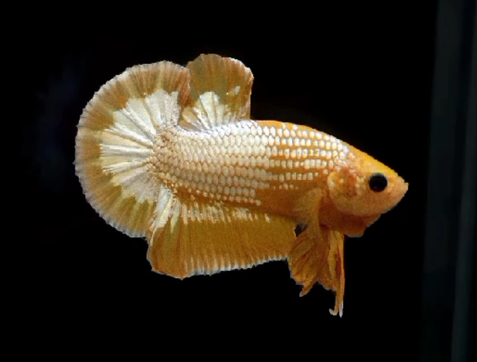 Live Betta Fish Male Plakat High Grade (SUW-018) What you see is what you get!