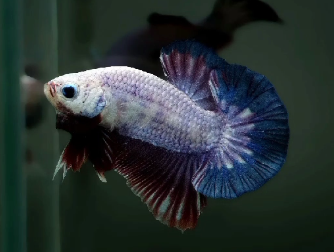 S039 Live Betta Fish Male Plakat High Grade (SUW-019) What you see is what you get!