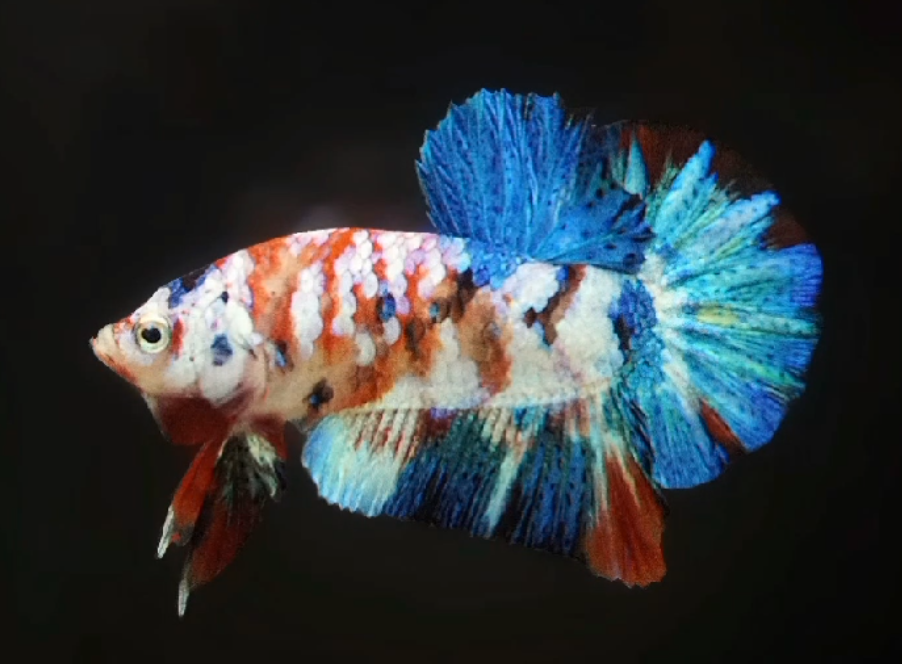 Live Betta Fish Male Plakat High Grade (SUW-020) What you see is what you get!