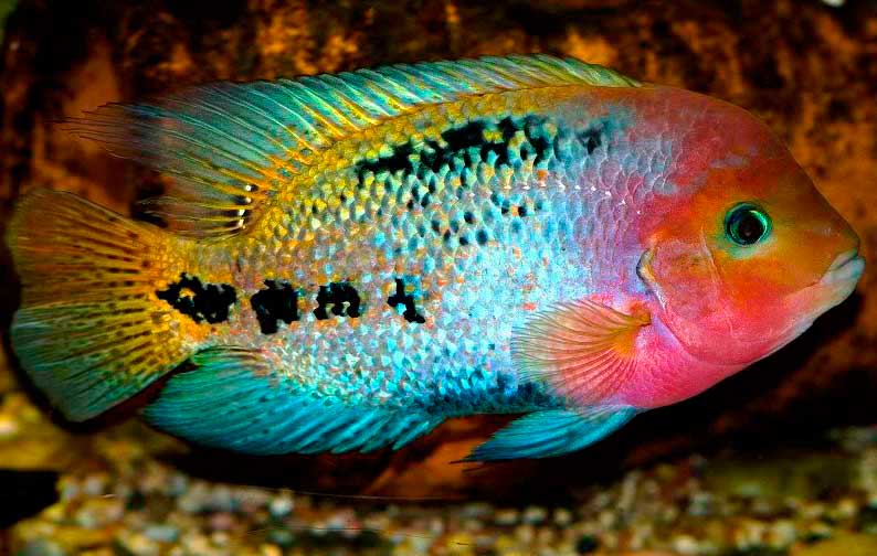 Vieja Melanurus, QUETZAL CICHLID (PARATHRAPS SYNSPILUM) (CHD-142)