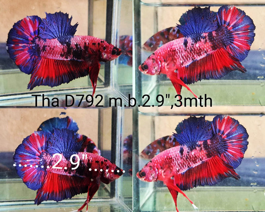 (THA-792) PINK CANDY GIANT MALE BETTA
