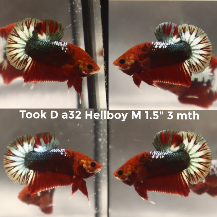 (TOOK-A32) STAR TAIL COPPER HELLBOY PLAKAT MALE BETTA