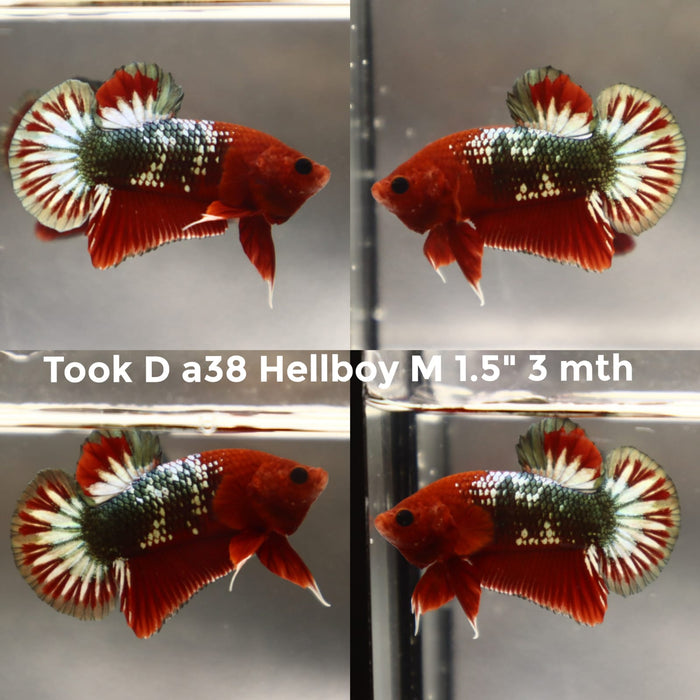 (TOOK-A38) STAR TAIL HELLBOY COPPER PLAKAT MALE BETTA