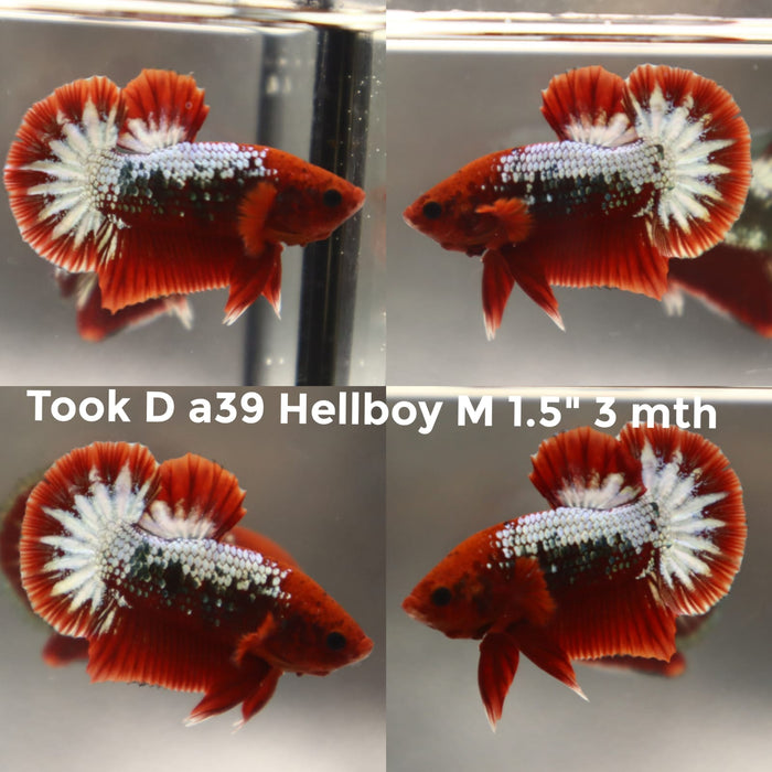 (TOOK-A39) HELLBOY COPPER PLAKAT MALE BETTA