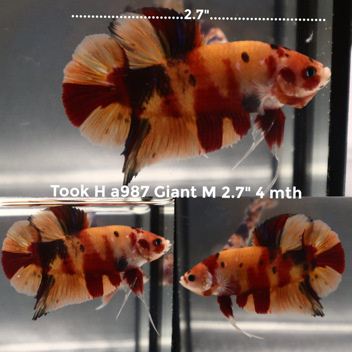 (TOOK-A987) NEMO CLASSIC GIANT MALE BETTA