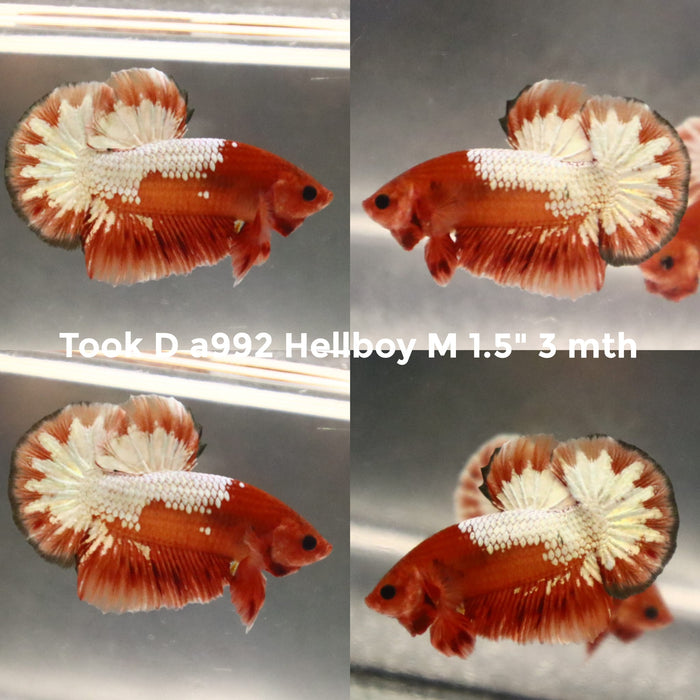 (TOOK-A992) HELLBOY FANCY PLAKAT MALE BETTA