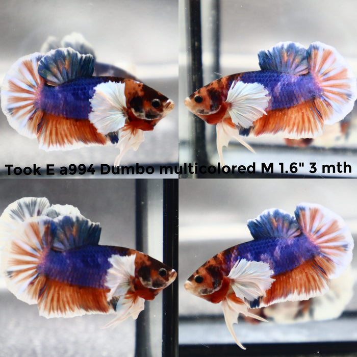 (TOOK-A994) NEMO BLUE DUMBO MULTICOLOR PLAKAT MALE BETTA