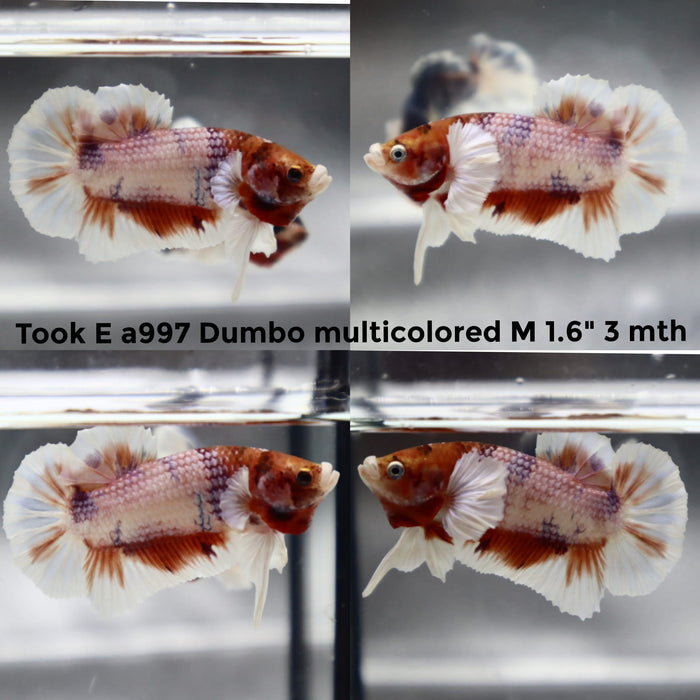 (TOOK-A997) NEMO WHITE GALAXY DUMBO MULTICOLOR PLAKAT MALE BETTA