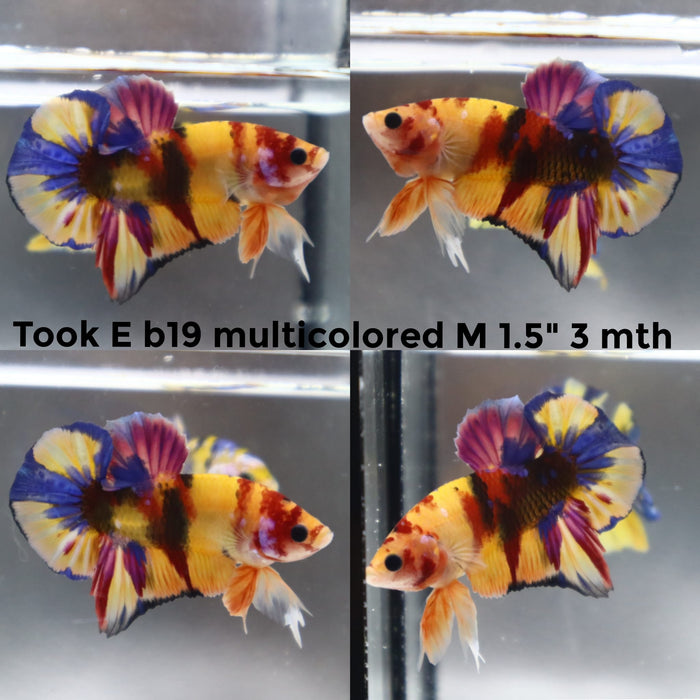 (TOOK-B19) NEMO YELLOW MULTICOLOR PLAKAT MALE BETTA