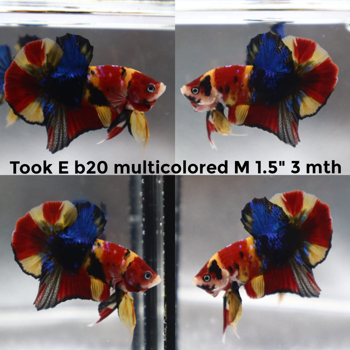 (TOOK-B20) NEMO RED CLASSIC MULTICOLOR PLAKAT MALE BETTA