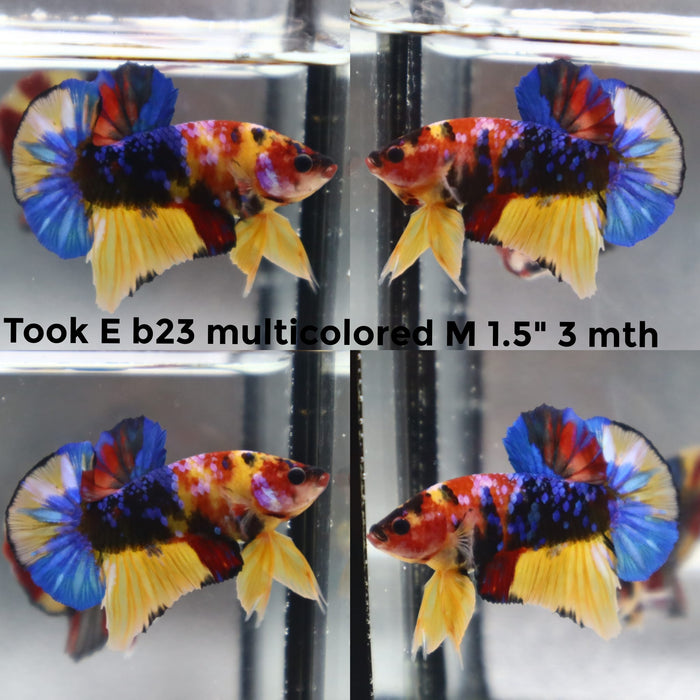 (TOOK-B23) NEMO YELLOW CLASSIC GALAXY MULTICOLOR PLAKAT MALE BETTA