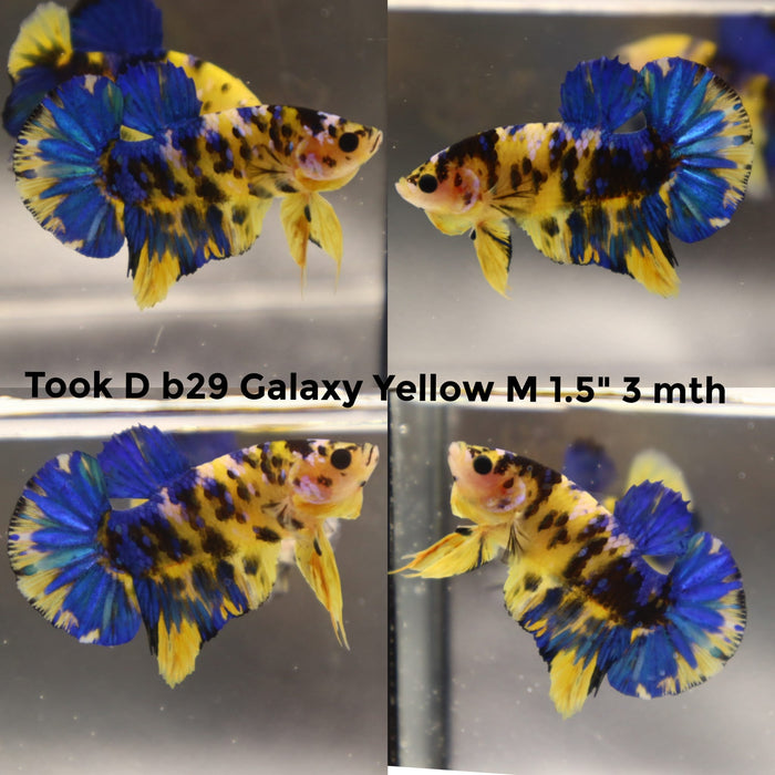 (TOOK-B29) YELLOW KOI GALAXY PLAKAT MALE BETTA