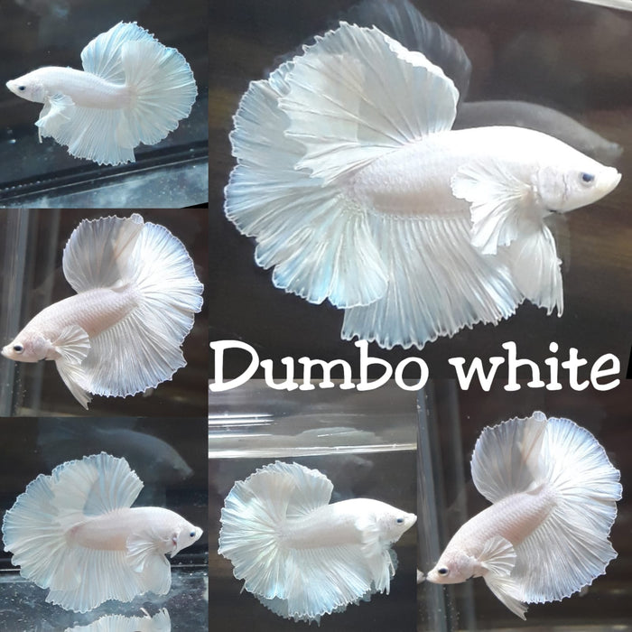 (CBM-045)White Platinum Dumbo 'Pegasus' Halfmoon Male Betta