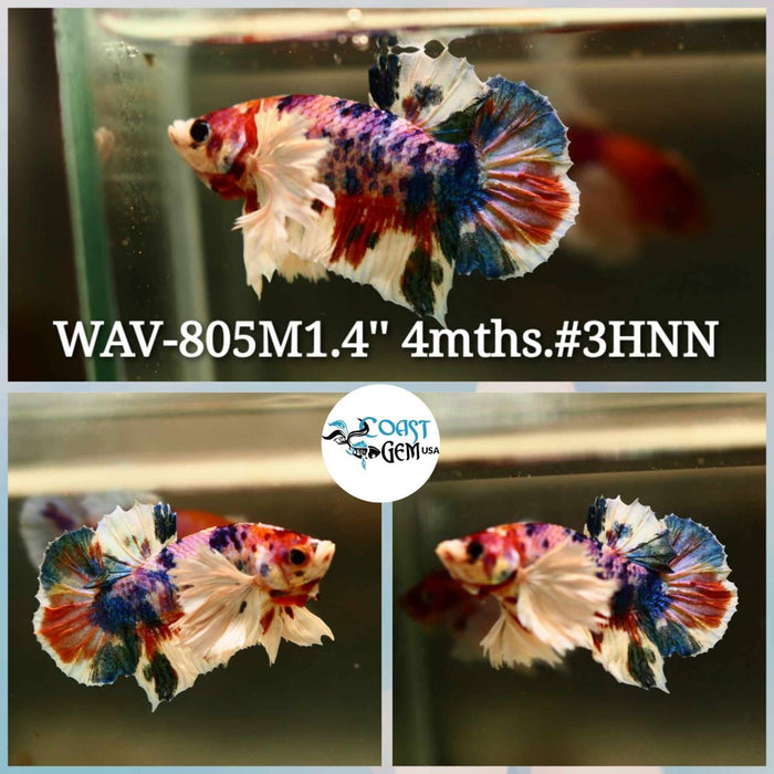 X Live Betta Fish Male Plakat High Grade White Nemo Galaxy (WAV-805) What you see is what you get!