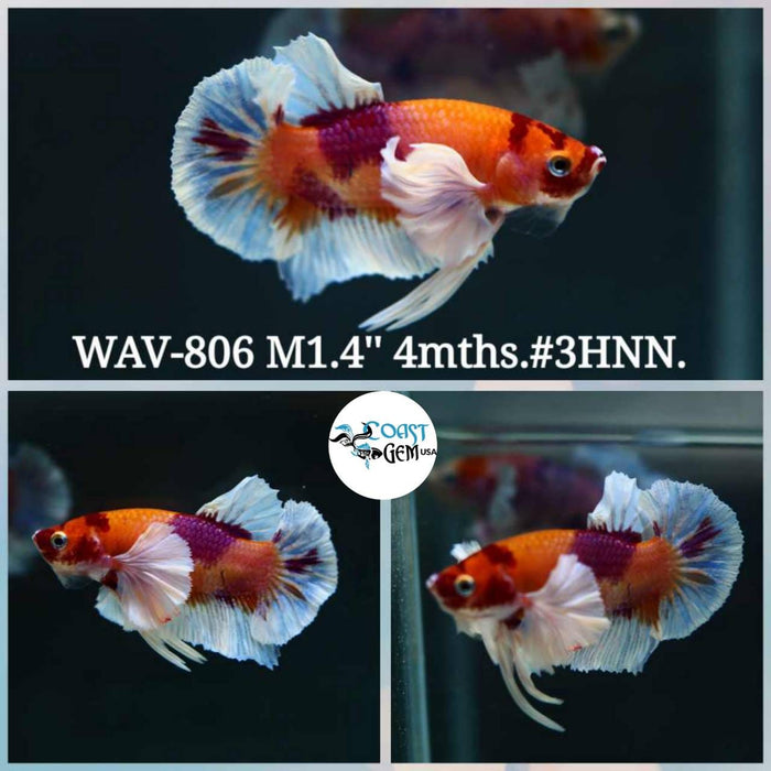 Live Betta Fish Male Plakat High Grade Yellow Red Nemo Fancy White Tail (WAV-806) What you see is what you get!